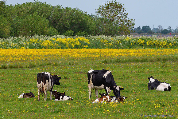 Akker en Weide Bart Fotografie-135