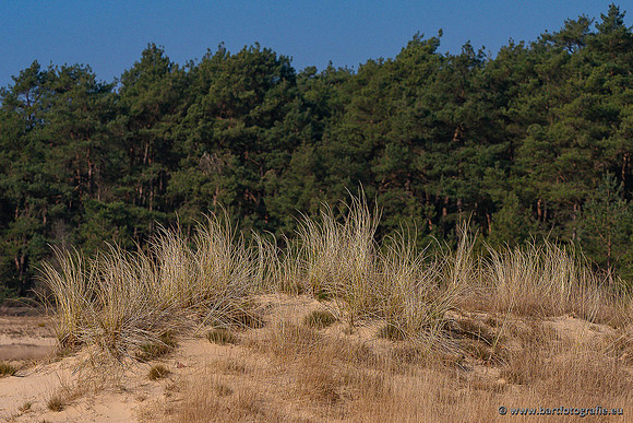 Zandverstuiving Bart Fotografie-293