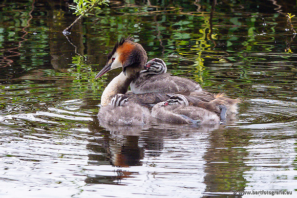 Kust- en Watervogels, Bart Fotografie-548
