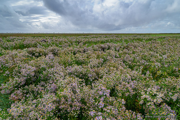 Friesland september 2020 Bart Fotografie-073