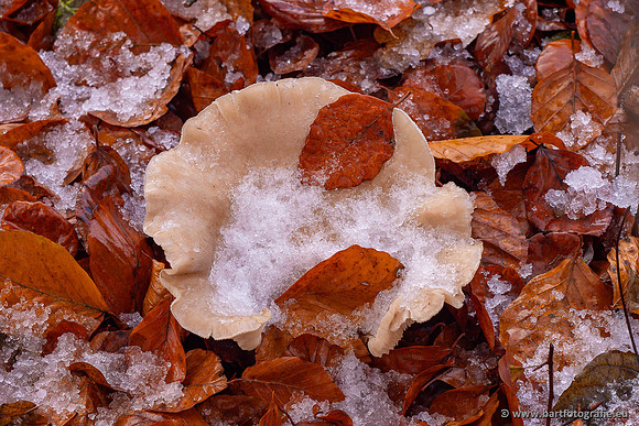 Paddenstoelen 2024-131
