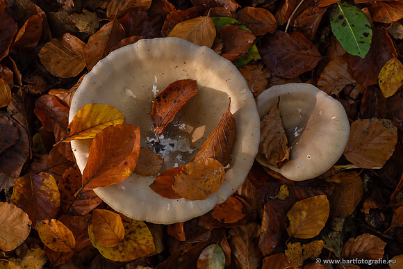 Paddenstoelen 2024-048
