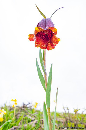 Ariège, Frankrijk, mei 2022, Bart Fotografie-153
