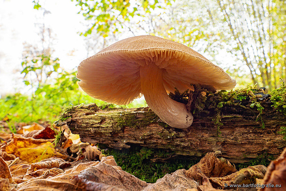 Paddenstoelen 2024-097