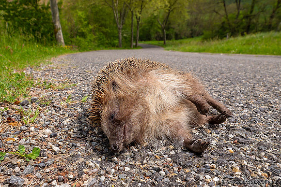 Ariège, Frankrijk, mei 2022, Bart Fotografie-012