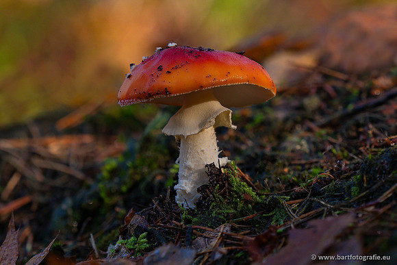 Paddenstoelen 2024-082
