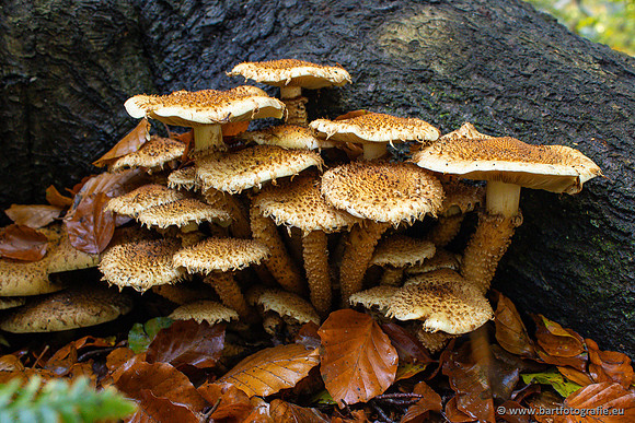 Paddenstoelen 2024-004