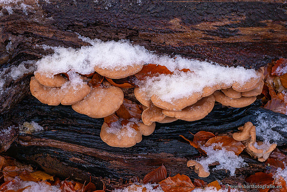 Paddenstoelen 2024-132
