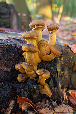 Paddenstoelen 2024-029