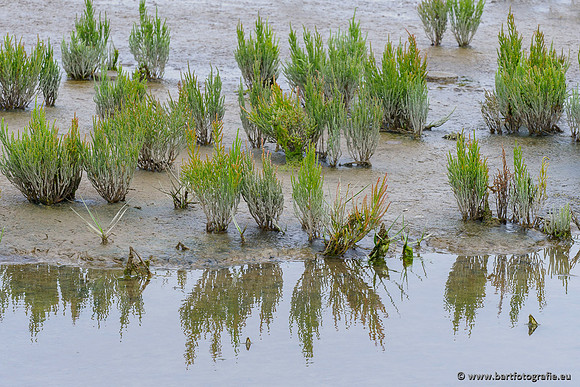 Friesland september 2020 Bart Fotografie-101