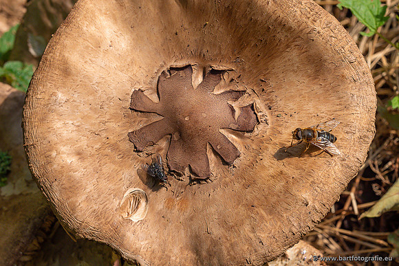 Paddenstoelen 2024-010
