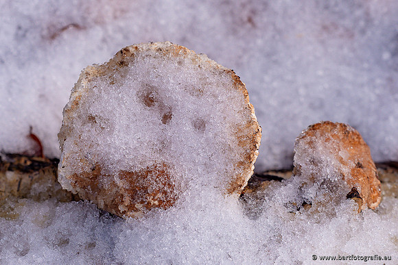 Paddenstoelen 2024-140