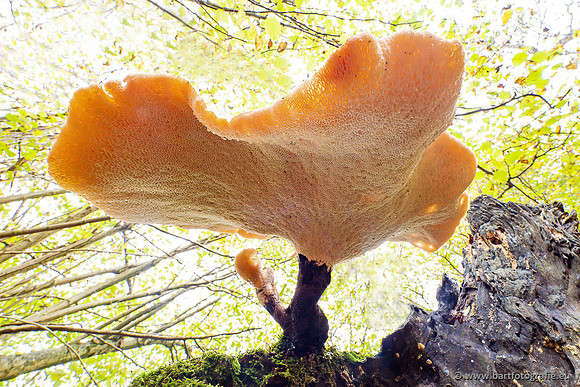 Paddenstoelen 2024-100
