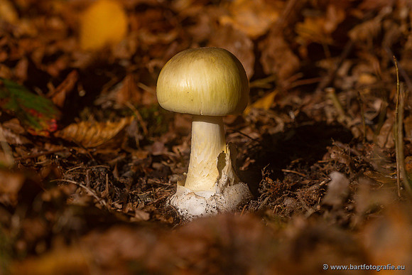 Paddenstoelen 2024-033