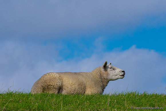 Friesland september 2020 Bart Fotografie-064