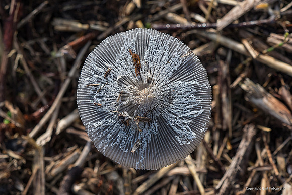 Mushrooms 2026 Bart Fotografie-09
