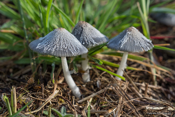 Mushrooms 2026 Bart Fotografie-10