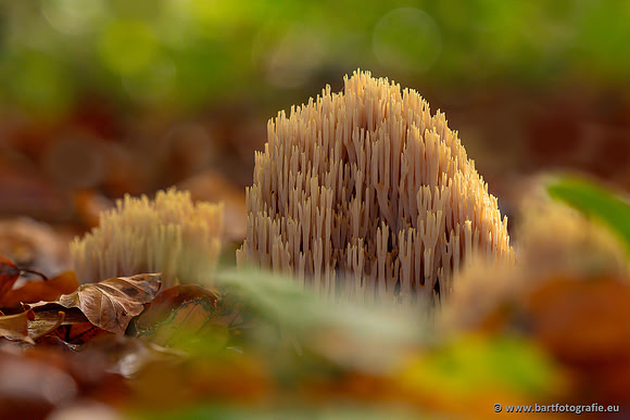 Paddenstoelen 2024-050
