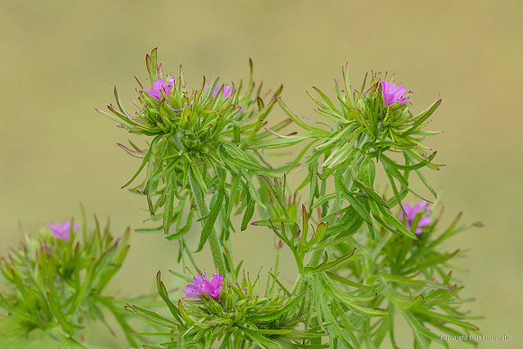 Bloemen en Planten Bart Fotografie-1537
