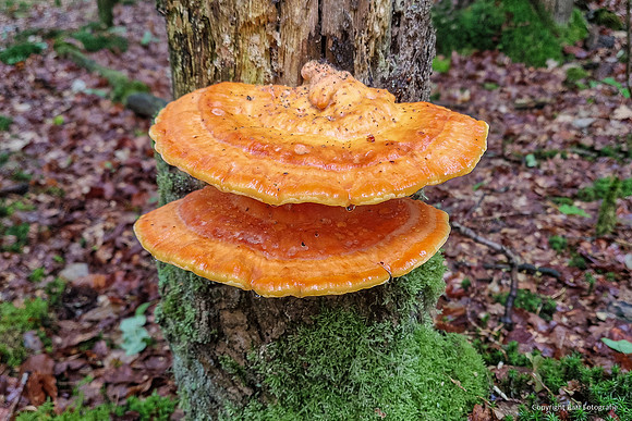 Mushrooms 2026 Bart Fotografie-15