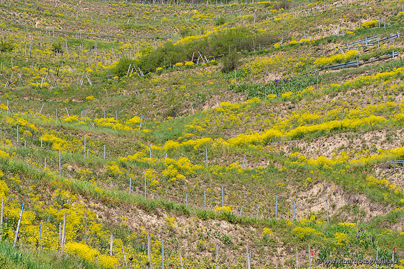 Kaiserstuhl, Duitsland, mei 2023, Bart Fotografie-030