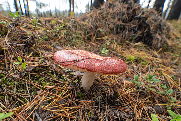 Zweden, herfst 2026-109