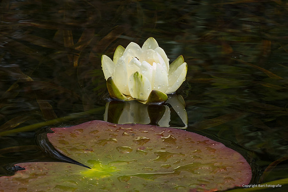 Bloemen en Planten Bart Fotografie-1533