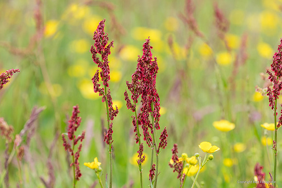 Bloemen en Planten Bart Fotografie-1523