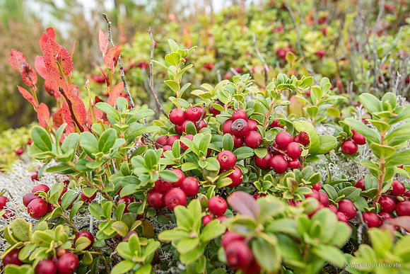Zweden, herfst 2026-098
