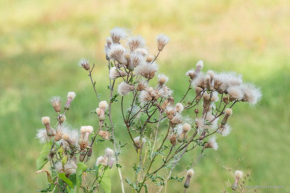 Bloemen en Planten Bart Fotografie-1544