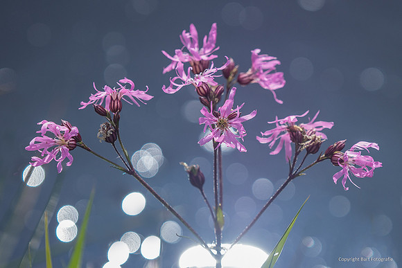 Bloemen en Planten Bart Fotografie-1540