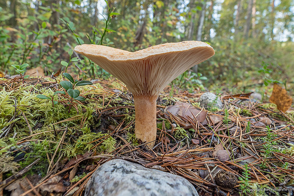 Zweden, herfst 2026-125