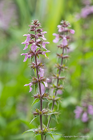 Bloemen en Planten Bart Fotografie-1553
