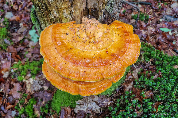 Mushrooms 2026 Bart Fotografie-14