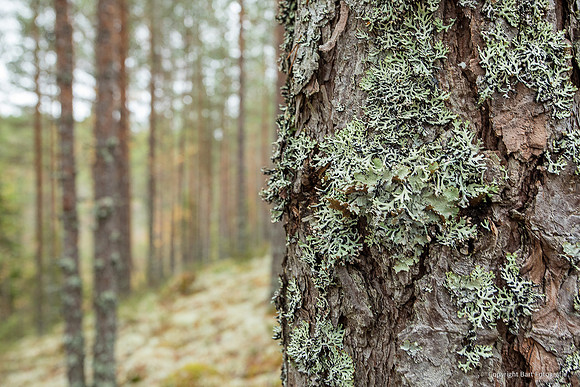Zweden, herfst 2026-083