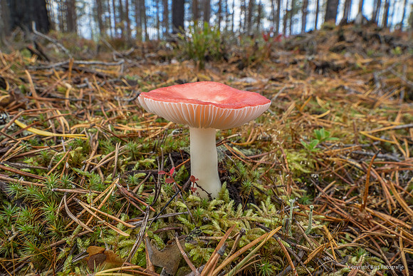 Zweden, herfst 2026-112