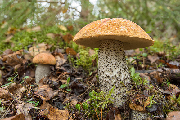 Zweden, herfst 2026-137
