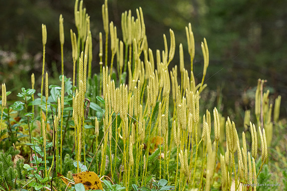 Zweden, herfst 2026-091