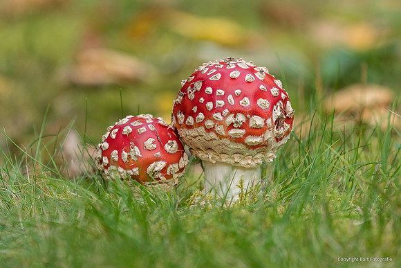 Zweden, herfst 2026-129