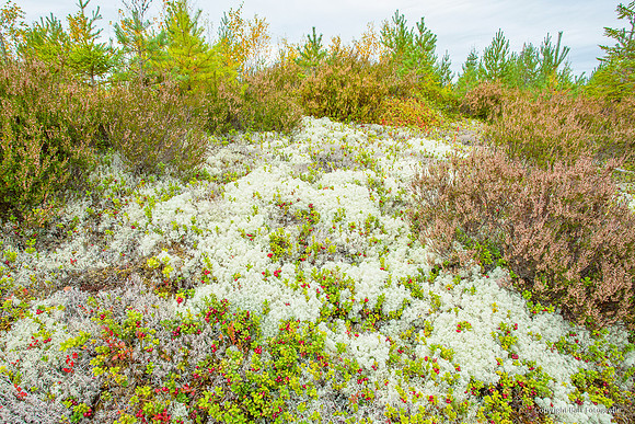 Zweden, herfst 2026-095