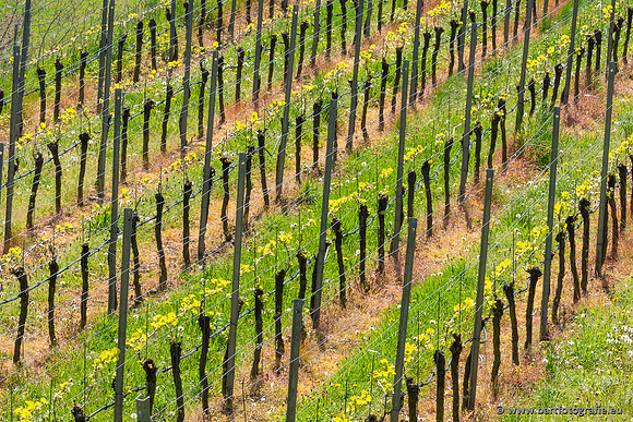 Kaiserstuhl, Duitsland, mei 2023, Bart Fotografie-031