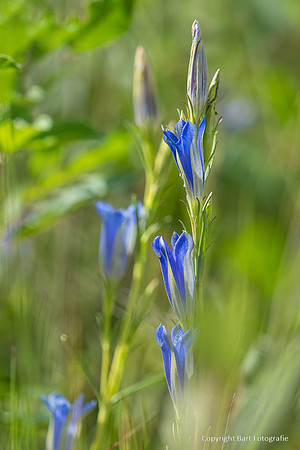 Bloemen en Planten Bart Fotografie-1548