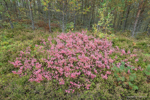 Zweden, herfst 2026-094