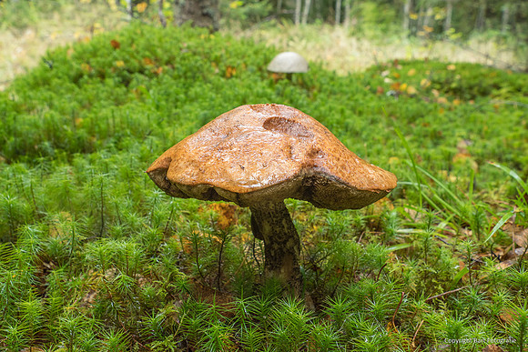 Zweden, herfst 2026-106