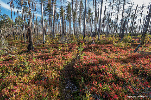 Zweden, herfst 2026-061