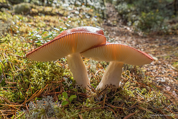 Zweden, herfst 2026-120
