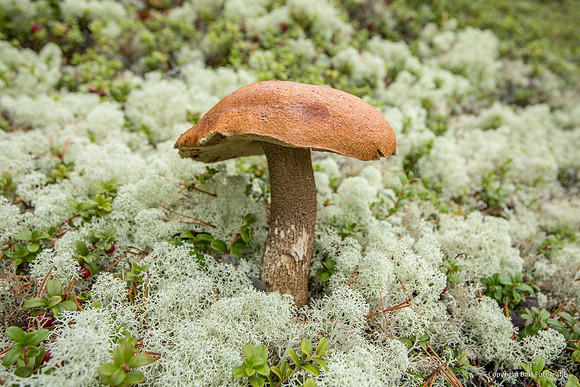 Zweden, herfst 2026-142