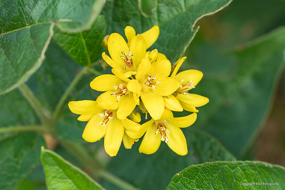 Bloemen en Planten Bart Fotografie-1555