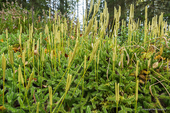 Zweden, herfst 2026-092