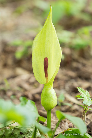 Bloemen en Planten Bart Fotografie-1519